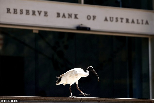 'Bin Chicken' refers to the Australian white ibis (pictured), which often rummages through urban rubbish bins and is considered an eyesore