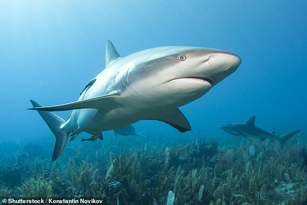 File image shows a Caribbean reef shark.  The woman in Egypt lost her arm after the attack