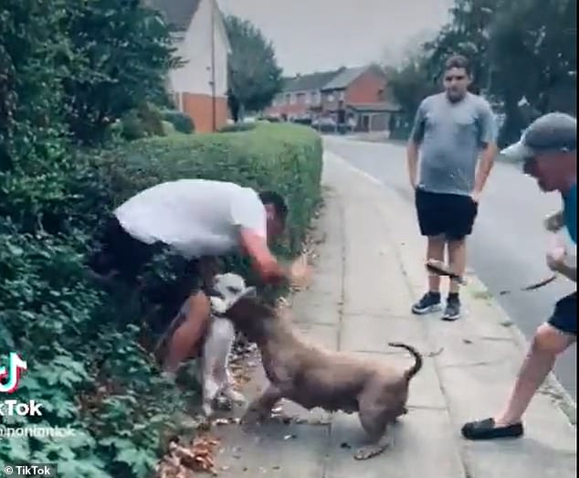 Terrifying footage shows the XL Bully charging at the small white dog before sinking its teeth into his neck and grabbing him