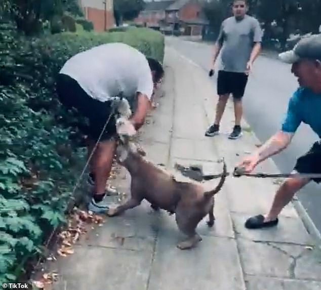 The owner of the XL Bully can be seen hitting his dog with the leash, the animal escaped before running towards the smaller pup