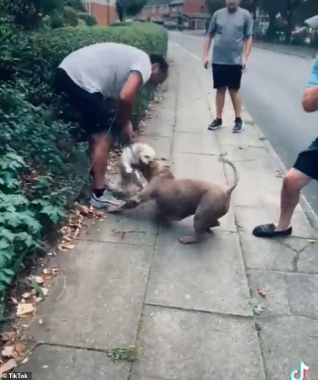 The owner of the small dog can be seen hitting the XL Bully in an attempt to free his pet