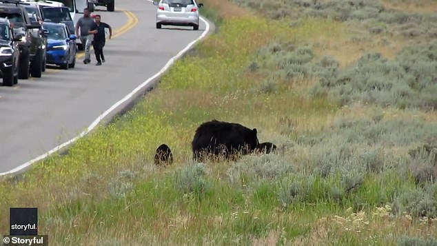 1694711839 856 Tourists sprint towards a mama bear and cubs at Yellowstone