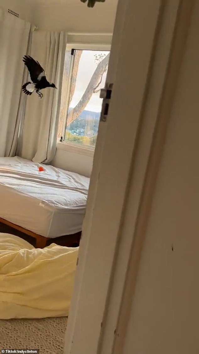 The 26-year-old shared a video on Instagram of the bird flying across the room after entering the room through a window