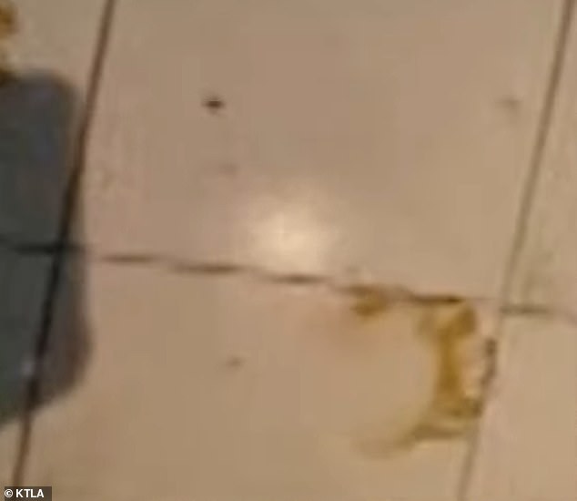 Chelsea Mapanda found paw prints (pictured) in her kitchen, from the open refrigerator