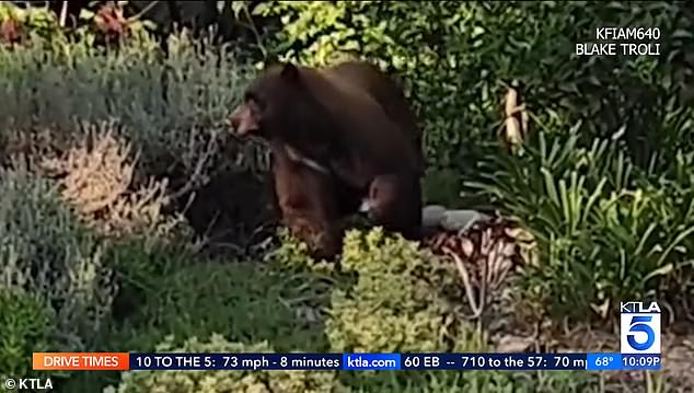 1694759231 773 California bear caught on camera doing laps in a Sierra