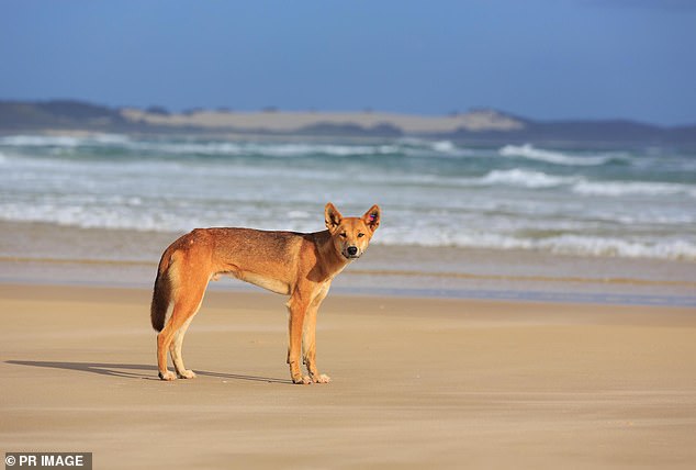 The incident comes after two women were bitten by two dingoes in separate attacks on K'gari last month (photo, stock)