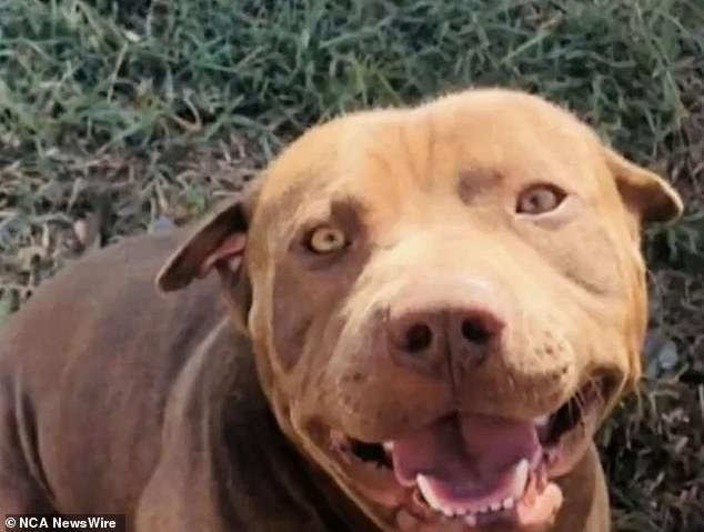 The family had owned the Sharpei-Poitbull crossbreed dog for eight years