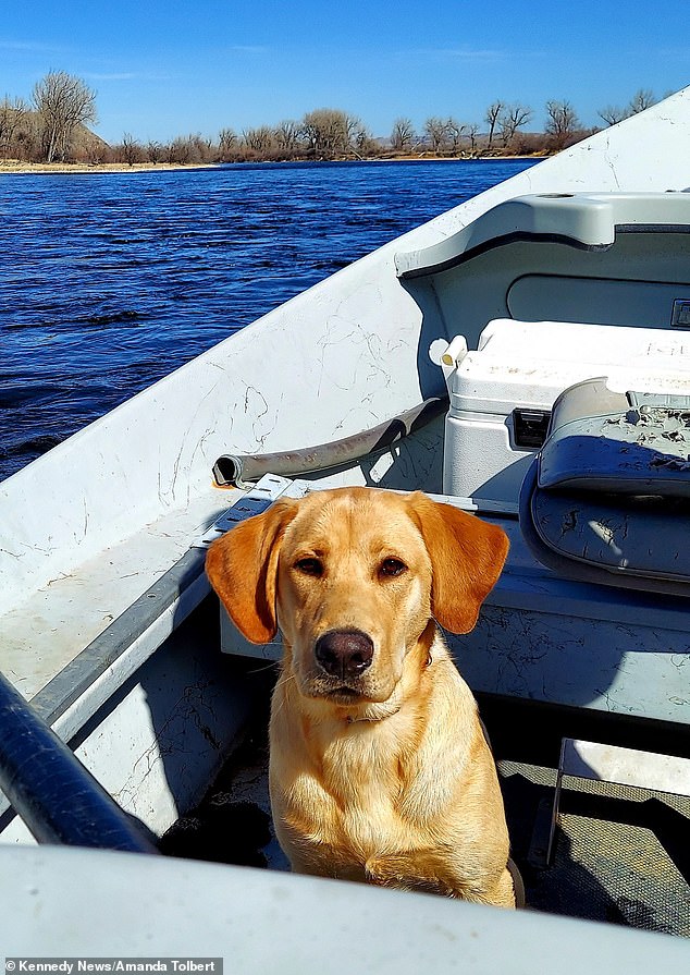 The couple's Labrador regularly spends time with them on their fishing boat (Photo: Cody poses on Mike and Amanda's fishing boat)