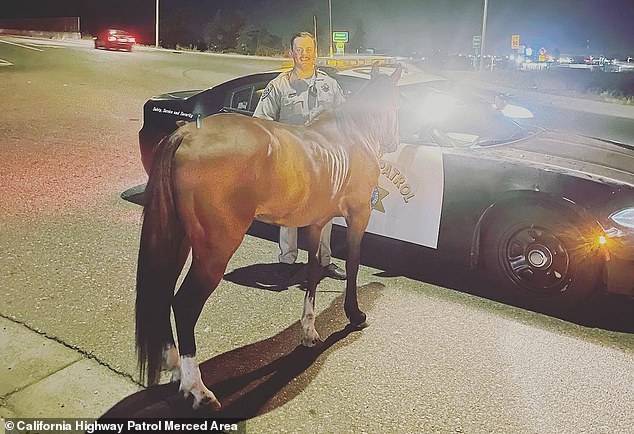 Officer Brackett (pictured) stopped the rider who was apparently 'impaired by alcohol', arrested him and then happily posed with the brown horse