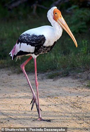 Fantasy: Dominic saw a painted stork in Wilpattu National Park