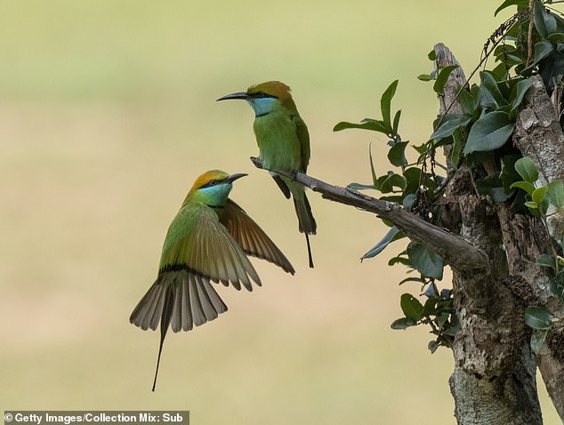 At the Jetwing Surf Hotel, Dominic sipped a gin and tonic in the company of an Asian green bee-eater (photo, stock photo)