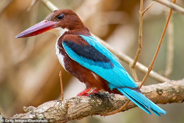 In Wilpattu National Park, Dominic saw 'so many kingfishers in different shades'.  Above you see a white-throated kingfisher in the park