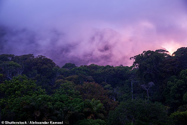 'A total of 33 bird species are unique to Sri Lanka.  If you want to see them all, there's one place to go: the Sinharaja Rainforest (above) in the south,” writes Dominic