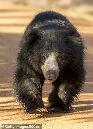 Kumana National Park is one of the best places in the world to see a sloth bear (above), Dominic reveals