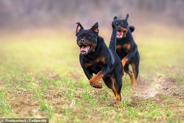 WA Police said they shot the Rottweiler on Saturday due to the dogs' 'extremely aggressive nature'