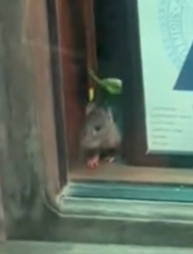 1694958403 565 Horrifying moment New York City restaurant goers spot a RAT in