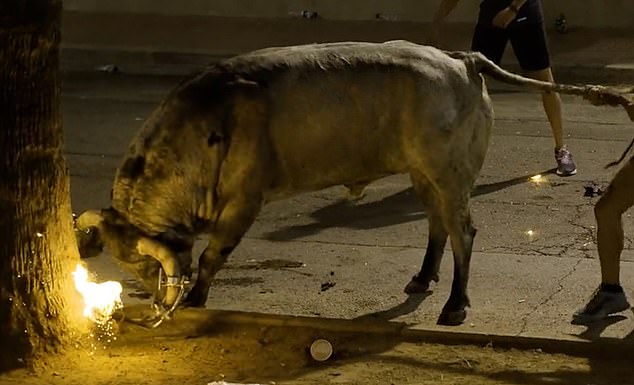 You can see the bull anxiously pushing its horns against a tree while a bullfighter pulls its tail