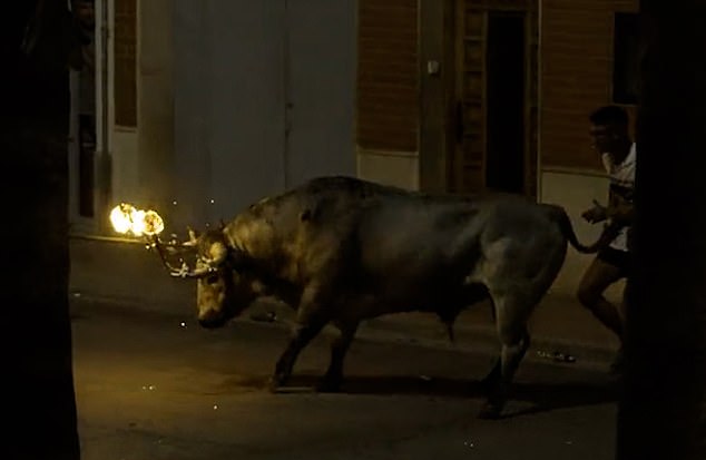 The locals then watch as a man pulls the bull's tail and others push him down the street