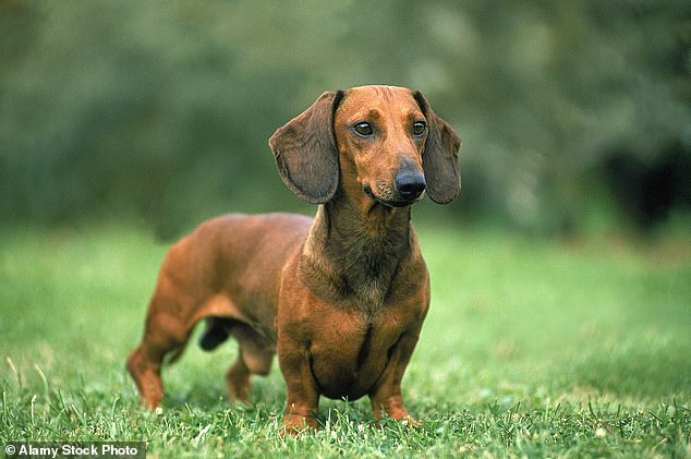 Dachshunds like to dig with other breeds, Winter says