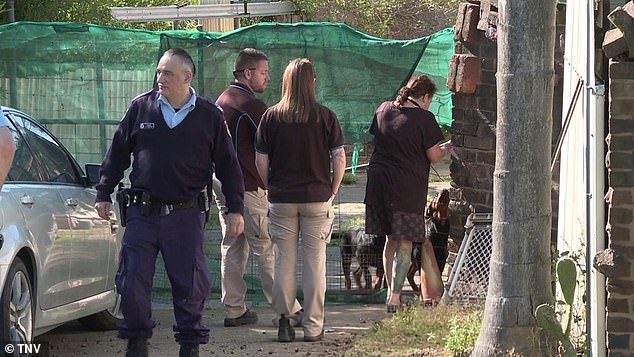 Two Rottweilers are seen at a house on George Street, Leppington