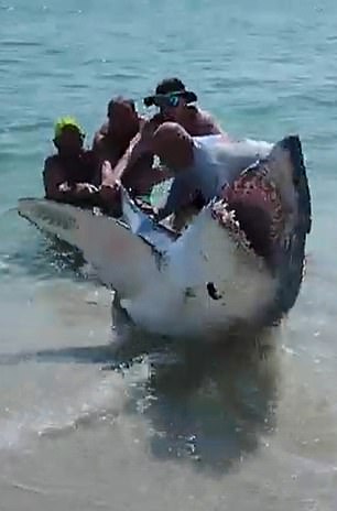 As the men move it closer to the sea, the footage shows the deadly Mako shark lashing its enormous tail and threatening them with its teeth.