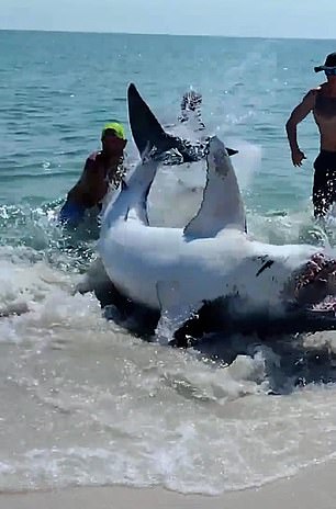 As the men move it closer to the sea, the footage shows the deadly Mako shark lashing its enormous tail and threatening them with its teeth.