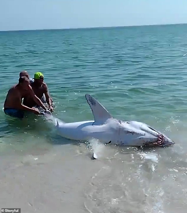 It took four men to drag the ferocious creature from the shore and back to its natural habitat