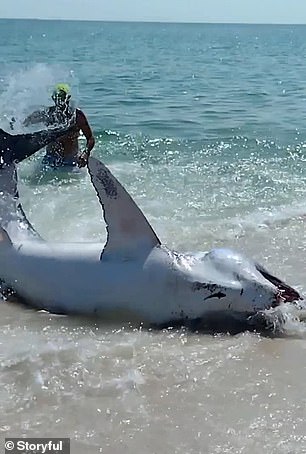 The Mako shark flopped around as the four beachgoers tried to help refloat it