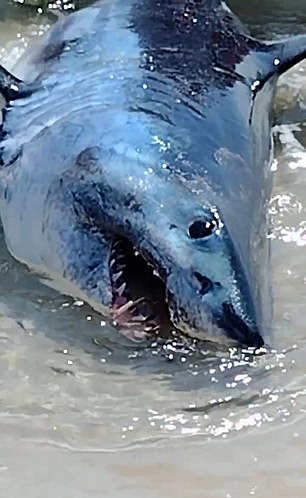 The shark was filmed baring its teeth at beachgoers