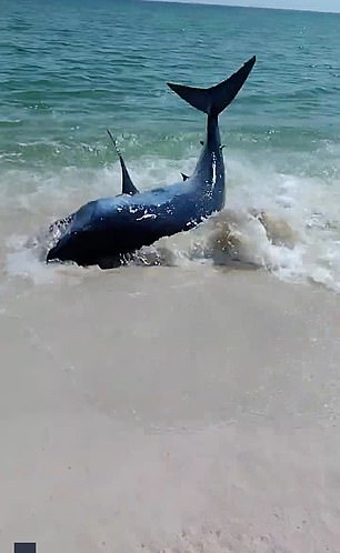 The shark thrashes around after being stranded on the shore