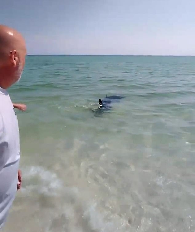 The shark is eventually released, with the footage capturing the moment it swims back into the sea