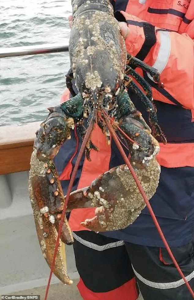 Another lucky lobster was rescued from the pot for the second time after being caught twice by the same fishing boat in two years