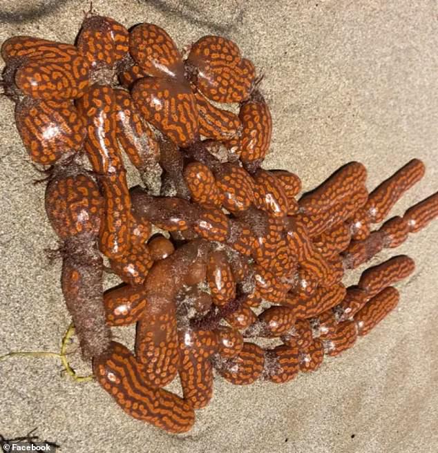 The 'sticky' like creature is known as ascidian and is commonly found in coastal areas