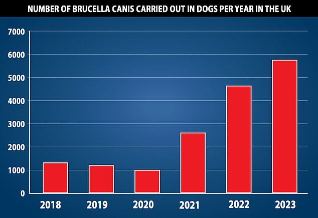 This graph shows the number of Brucella canis tests carried out in the UK each year