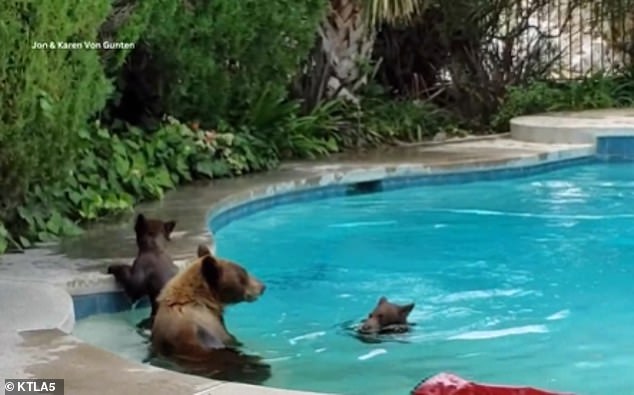 The young bears bravely jumped in and sat in the pool with their mother to cool off from the summer heat in Tujunga, California