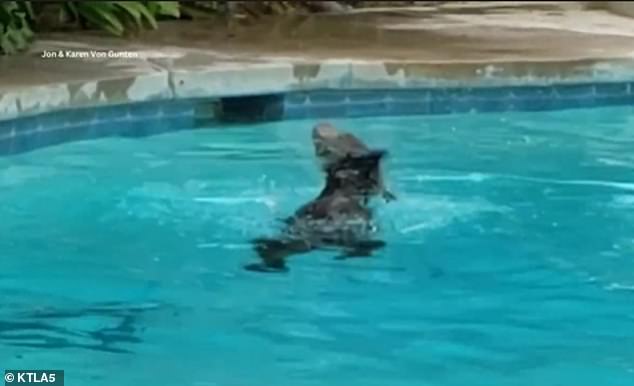 The homeowners said the bears came from Rowley Canyon, which is within walking distance of their home