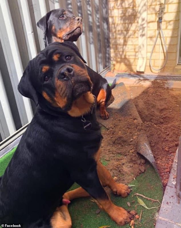 Ms Piil's Facebook page was largely dedicated to her two rottweilers (above), with the 31-year-old describing Bronx as 'incredible, sassy, ​​loyal, intelligent and protective'