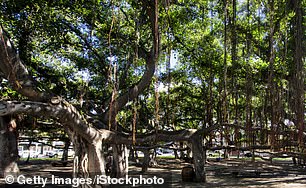 The 150-year-old Lahaina tree stood more than 60 feet tall and covered nearly two acres of land near the courthouse.