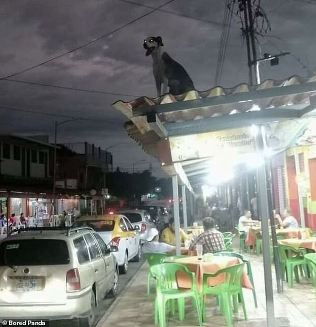 How did you get there!  A dog was randomly photographed sitting on top of a restaurant in São Paulo, Brazil.