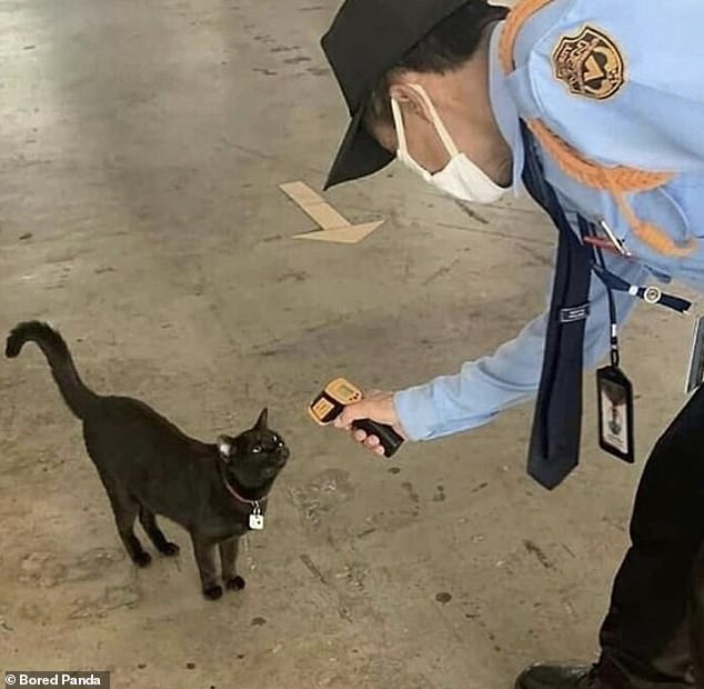 As another person spots a cat in Taiwan having its temperature checked by a police officer during the Covid lockdown