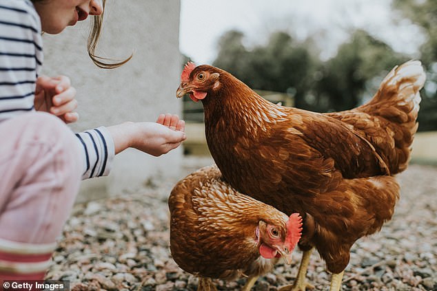 New recordings from chickens could be fed into the model to identify what the bird is feeling - potentially in the form of new software.  This could be useful to farmers if they hear their birds making certain sounds but have no idea what they mean in relation to their welfare.