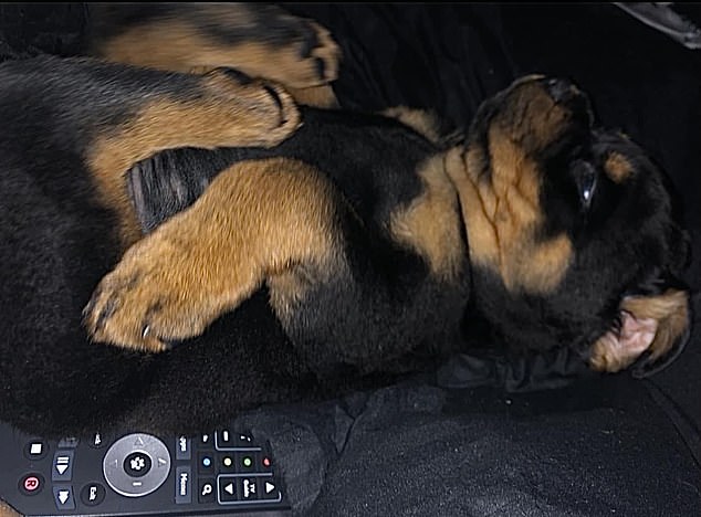 A recent photo posted on Facebook shows one of Nikita Piil's dogs relaxing on the couch