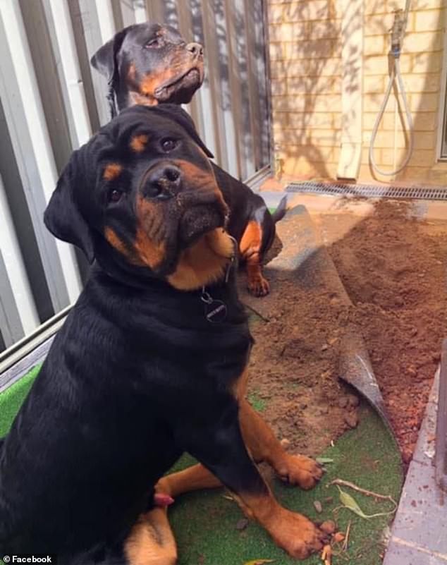 Ms Piil's Facebook page was largely dedicated to her two Rottweilers (above), with the 31-year-old describing the Bronx as 