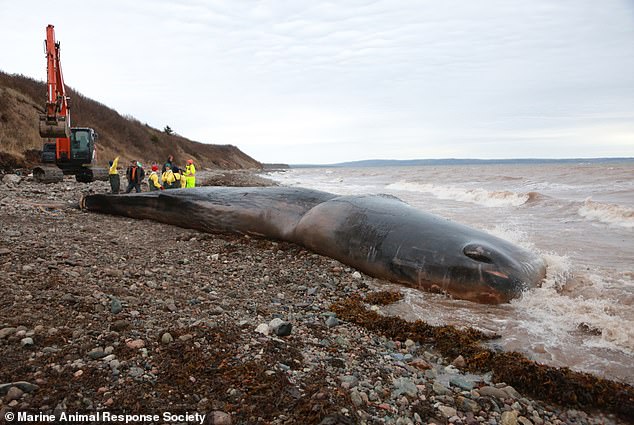 In November 2022, a whale in Canada was found to have eaten more than 330 kilos of waste, leading to its death