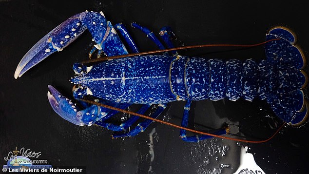 The highly unusual blue hue exhibited by the crustacean off the coast of France is the result of a genetic mutation that causes the cells in the lobster's shells to produce a specific pigment.