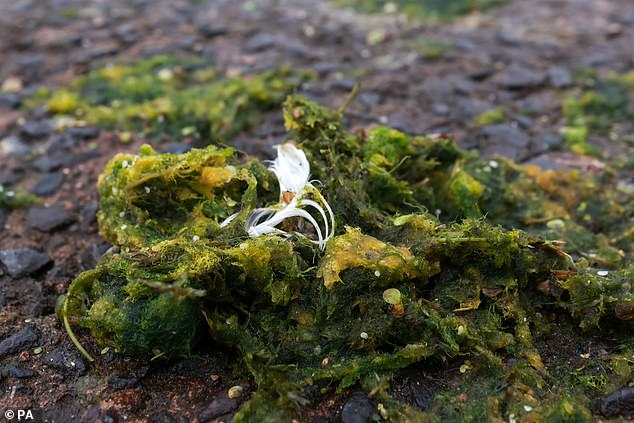 Blue-green algae spread in 'blooms' across lakes and rivers, turning the water a vibrant green color and giving it an earthy or musty odor