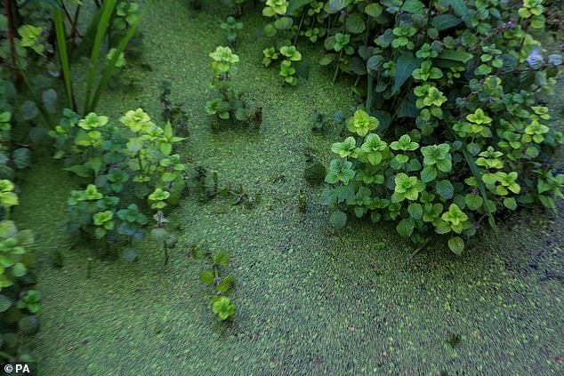 Algae on the surface of Lough Neagh as environmentalists hold a vigil to protest the lack of action