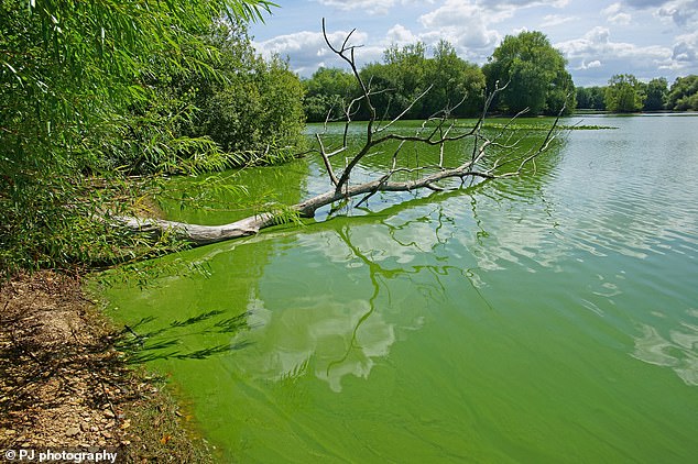 Affected waters at Frampton on Severn in Gloucestershire.  Algae growth is related to excess nutrients in the water