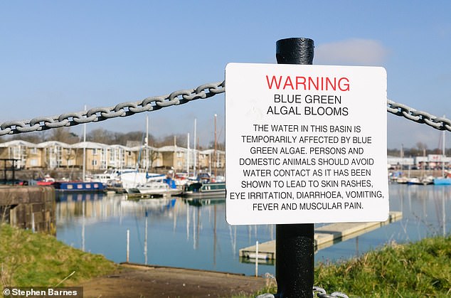 Sign at Preston Marina in Lancashire warns the public of the dangers of blue-green algae