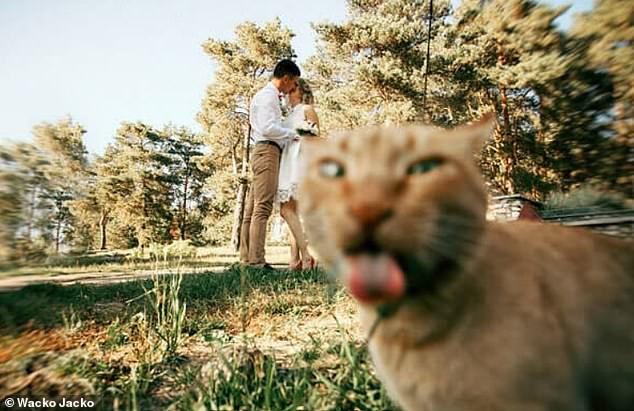 Sourpuss!  It's pretty clear what this cat thinks about his owner's romantic photography session